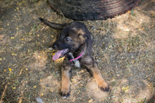 CHIPNR238983, Hund, Mischlingshund in Kroatien - Bild 6