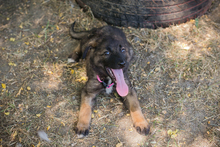 CHIPNR238983, Hund, Mischlingshund in Kroatien - Bild 7
