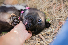 CHIPNR238983, Hund, Mischlingshund in Kroatien - Bild 8