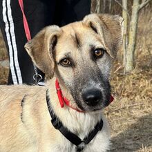 GIANINA, Hund, Mischlingshund in Rumänien - Bild 1