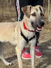 GIANINA, Hund, Mischlingshund in Rumänien - Bild 2