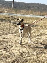 GIANINA, Hund, Mischlingshund in Rumänien - Bild 4