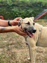 GIANINA, Hund, Mischlingshund in Rumänien - Bild 5