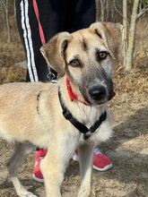 GIANINA, Hund, Mischlingshund in Rumänien - Bild 6