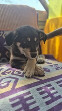 COCO, Hund, Mischlingshund in Rumänien - Bild 1