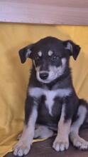 COCO, Hund, Mischlingshund in Rumänien - Bild 2