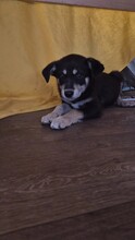 COCO, Hund, Mischlingshund in Rumänien - Bild 3