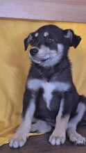 COCO, Hund, Mischlingshund in Rumänien - Bild 4