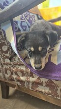 COCO, Hund, Mischlingshund in Rumänien - Bild 5