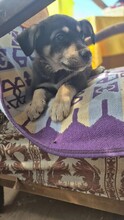 COCO, Hund, Mischlingshund in Rumänien - Bild 6