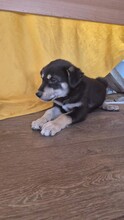 COCO, Hund, Mischlingshund in Rumänien - Bild 7