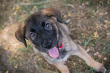 CHIPNR245256, Hund, Mischlingshund in Kroatien - Bild 1