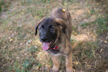 CHIPNR245256, Hund, Mischlingshund in Kroatien - Bild 2