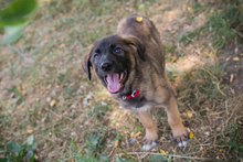 CHIPNR245256, Hund, Mischlingshund in Kroatien - Bild 3