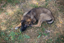 CHIPNR245256, Hund, Mischlingshund in Kroatien - Bild 5