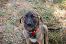 CHIPNR245256, Hund, Mischlingshund in Kroatien - Bild 6