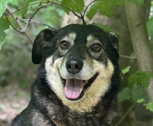 FESTA, Hund, Mischlingshund in Duisburg - Bild 1