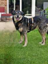 FESTA, Hund, Mischlingshund in Duisburg - Bild 2