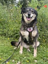 FESTA, Hund, Mischlingshund in Duisburg - Bild 5