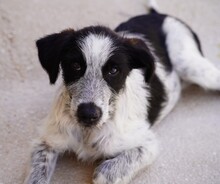 FERDINANDO, Hund, Mischlingshund in Italien - Bild 1