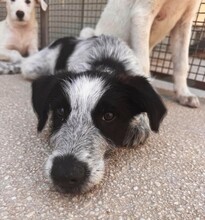 FERDINANDO, Hund, Mischlingshund in Italien - Bild 10