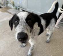FERDINANDO, Hund, Mischlingshund in Italien - Bild 11