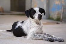 FERDINANDO, Hund, Mischlingshund in Italien - Bild 12