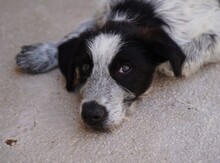 FERDINANDO, Hund, Mischlingshund in Italien - Bild 13