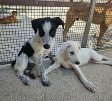 FERDINANDO, Hund, Mischlingshund in Italien - Bild 14