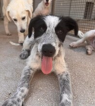 FERDINANDO, Hund, Mischlingshund in Italien - Bild 15