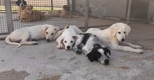 FERDINANDO, Hund, Mischlingshund in Italien - Bild 16