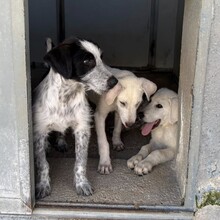 FERDINANDO, Hund, Mischlingshund in Italien - Bild 17