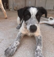 FERDINANDO, Hund, Mischlingshund in Italien - Bild 18