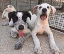 FERDINANDO, Hund, Mischlingshund in Italien - Bild 19