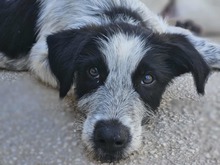 FERDINANDO, Hund, Mischlingshund in Italien - Bild 2