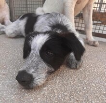 FERDINANDO, Hund, Mischlingshund in Italien - Bild 21