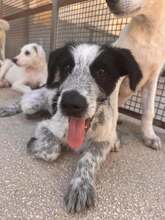 FERDINANDO, Hund, Mischlingshund in Italien - Bild 22