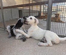 FERDINANDO, Hund, Mischlingshund in Italien - Bild 23