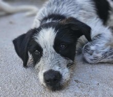 FERDINANDO, Hund, Mischlingshund in Italien - Bild 24