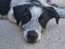 FERDINANDO, Hund, Mischlingshund in Italien - Bild 26