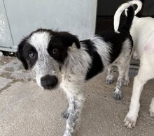 FERDINANDO, Hund, Mischlingshund in Italien - Bild 4