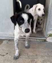 FERDINANDO, Hund, Mischlingshund in Italien - Bild 5