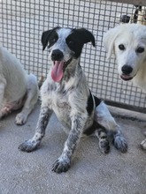 FERDINANDO, Hund, Mischlingshund in Italien - Bild 6
