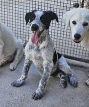 FERDINANDO, Hund, Mischlingshund in Italien - Bild 7