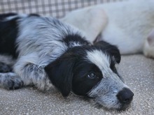 FERDINANDO, Hund, Mischlingshund in Italien - Bild 9