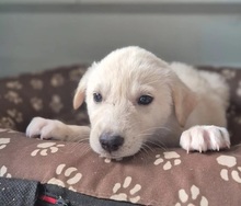 CAMPINO, Hund, Mischlingshund in Rumänien - Bild 1