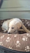 CAMPINO, Hund, Mischlingshund in Rumänien - Bild 2