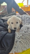 CAMPINO, Hund, Mischlingshund in Rumänien - Bild 3