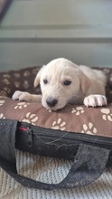 CAMPINO, Hund, Mischlingshund in Rumänien - Bild 4