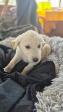 CAMPINO, Hund, Mischlingshund in Rumänien - Bild 5